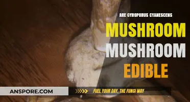 Gyroporus Cyanescens: Edibility, Safety, and Culinary Uses Explored