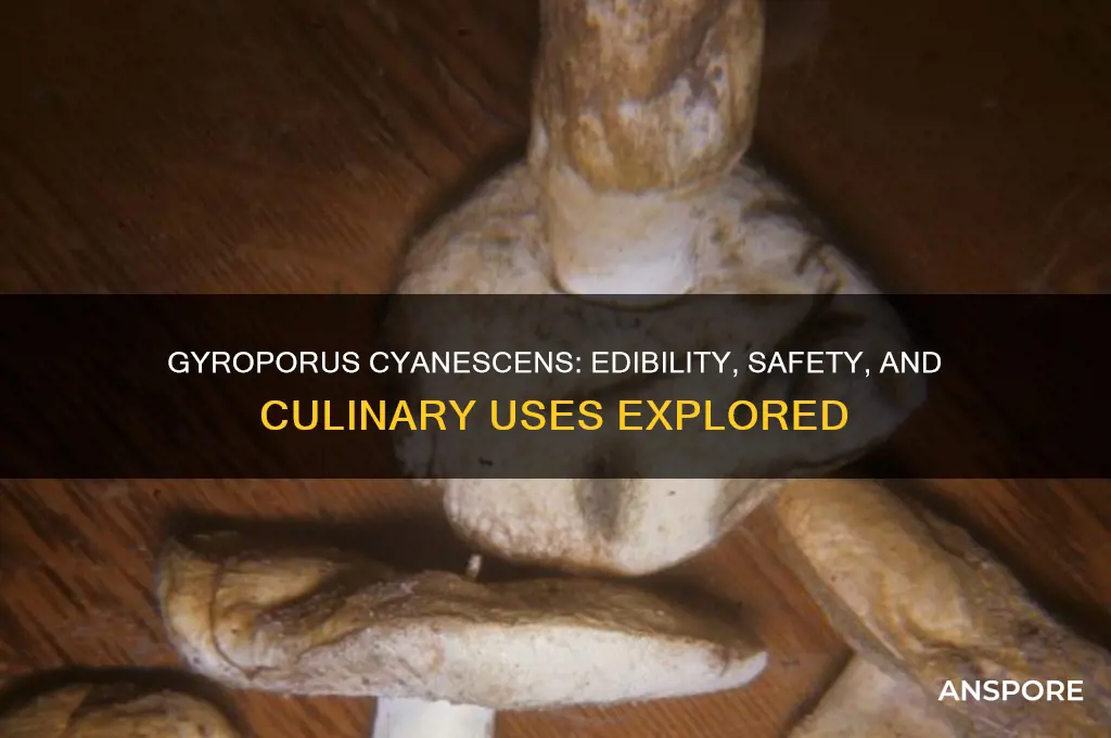 are gyroporus cyanescens mushroom mushroom edible