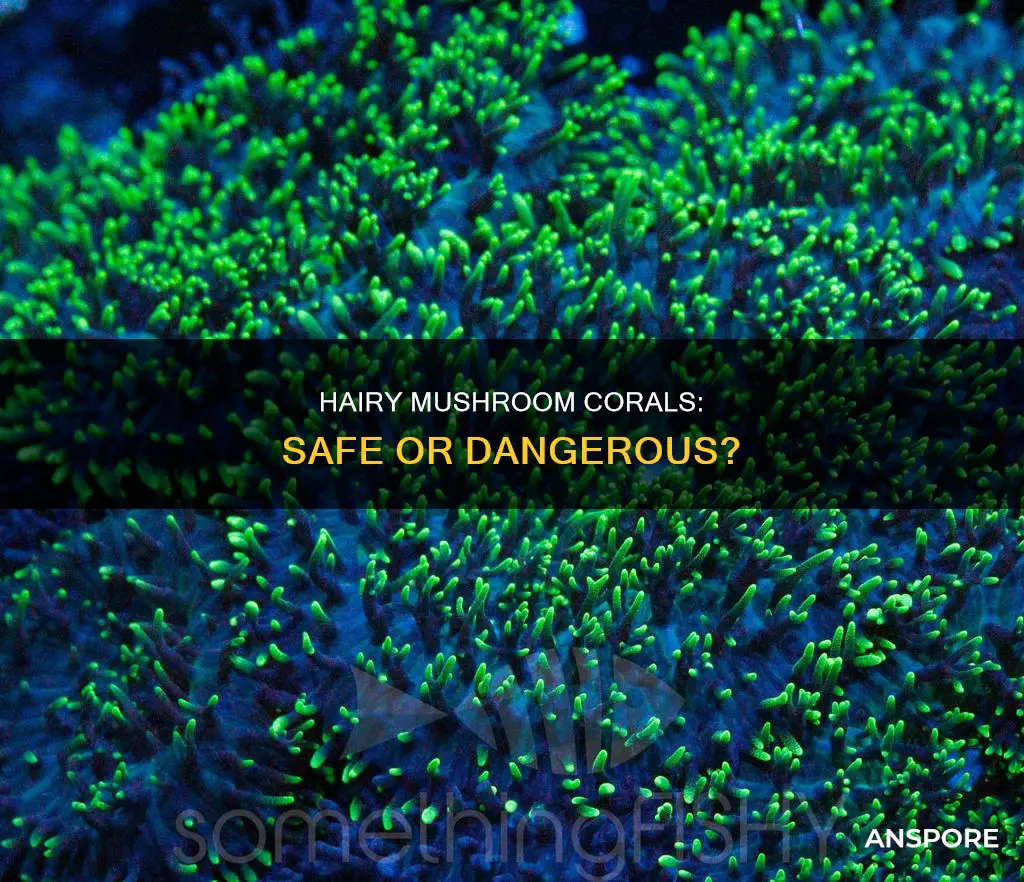 are hairy mushroom coral safe