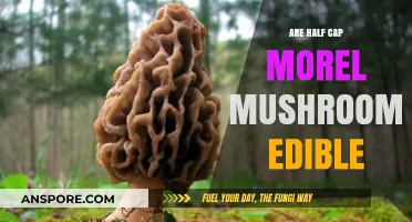 Are Half Cap Morel Mushrooms Edible? A Forager's Guide