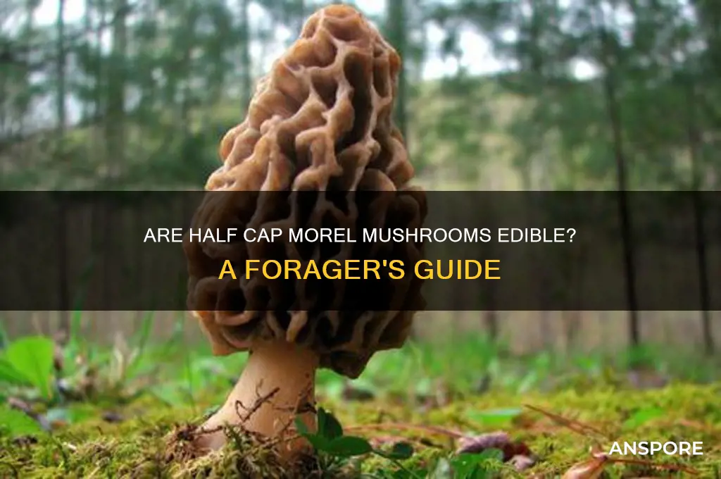 are half cap morel mushrooms edible