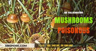 Are Hallucinogenic Mushrooms Poisonous? Unveiling the Risks and Realities