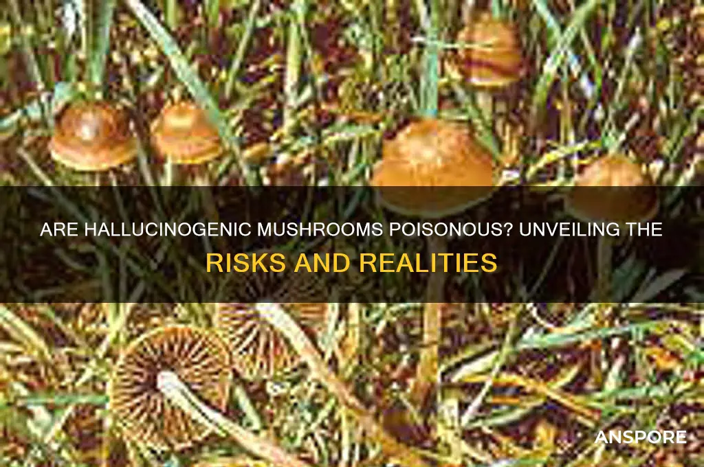 are hallucinagenic mushrooms poisonous