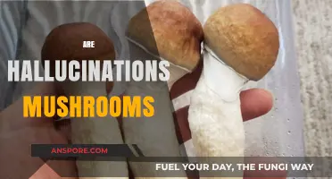 Psychedelic Hallucinations: Magic Mushrooms Explained