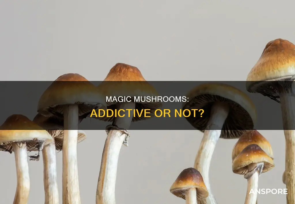 are hallucinogenic mushrooms addictive