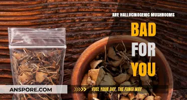 Are Hallucinogenic Mushrooms Harmful? Exploring Risks and Potential Benefits