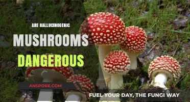 Psychedelic Mushrooms: Safe Trip or Dangerous Ride?