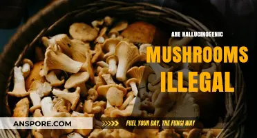Magic Mushrooms: Legal or Not?