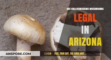 Are Hallucinogenic Mushrooms Legal in Arizona? What You Need to Know