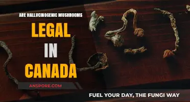 Are Hallucinogenic Mushrooms Legal in Canada? Current Laws Explained