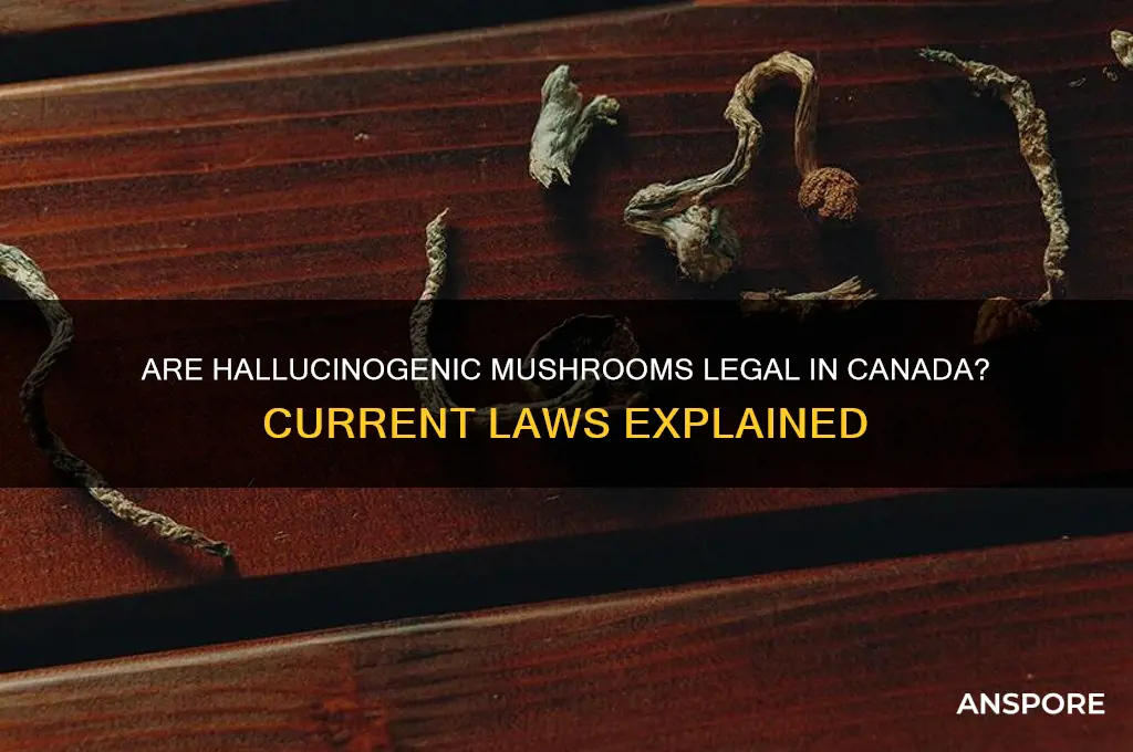 are hallucinogenic mushrooms legal in canada