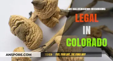 Are Hallucinogenic Mushrooms Legal in Colorado? What You Need to Know