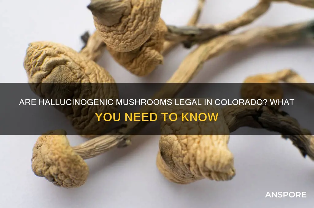 are hallucinogenic mushrooms legal in colorado