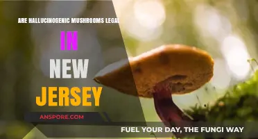 Are Hallucinogenic Mushrooms Legal in New Jersey? What You Need to Know