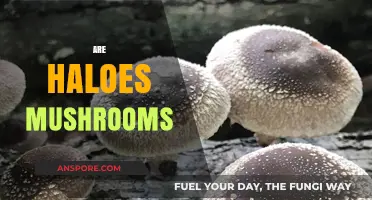 Mushroom Haloes: Myth or Reality?