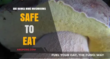 Are Hawks Wing Mushrooms Edible? Safety and Identification Guide