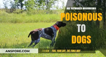 Are Haymaker Mushrooms Poisonous to Dogs? A Safety Guide