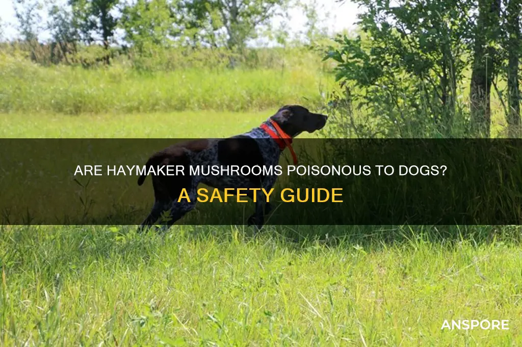 are haymaker mushrooms poisonous to dogs