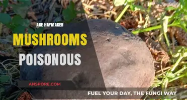 Are Haymaker Mushrooms Poisonous? Uncovering the Truth About Their Safety