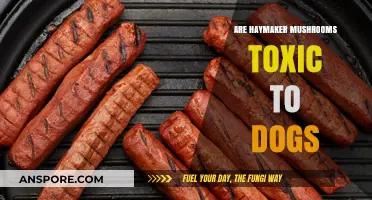 Are Haymaker Mushrooms Toxic to Dogs? A Safety Guide