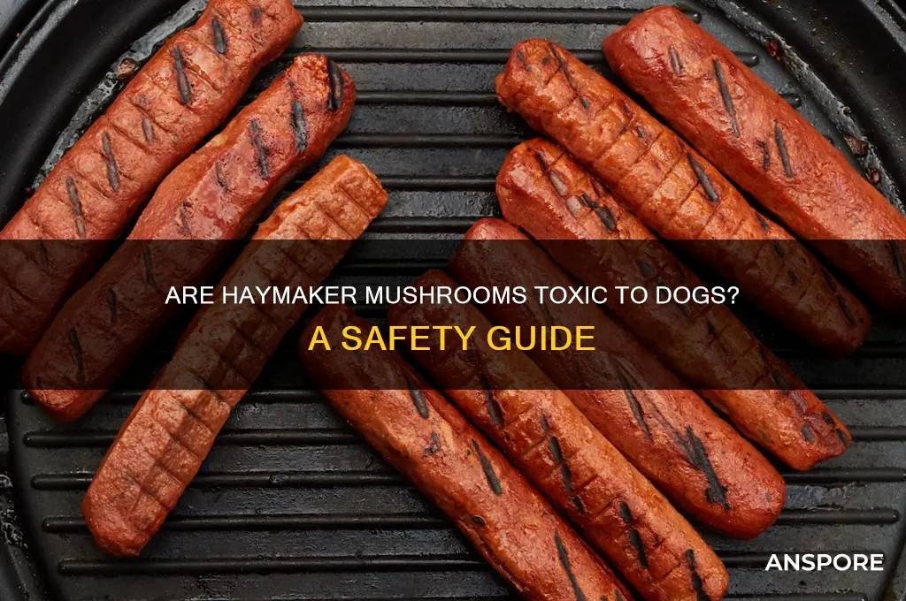 are haymaker mushrooms toxic to dogs