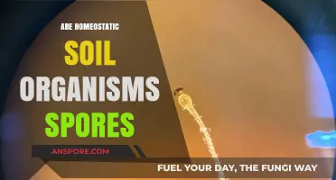 Unveiling the Role of Spores in Homeostatic Soil Organisms