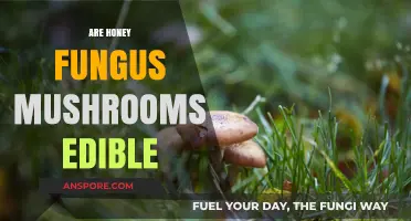 Are Honey Fungus Mushrooms Edible? A Comprehensive Guide to Safety