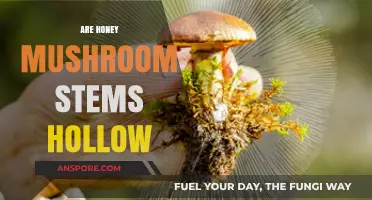 Honey Mushrooms: Hollow Stems, Big Benefits?