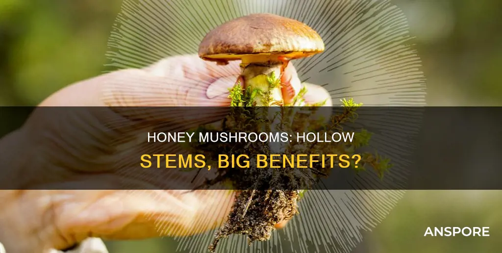 are honey mushroom stems hollow