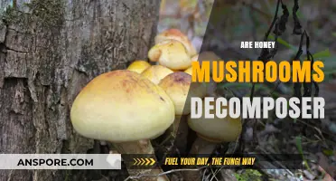 Honey Mushrooms: Nature's Decomposing Superheroes?