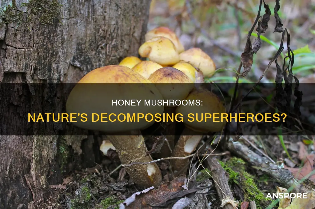 are honey mushrooms decomposer