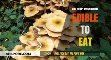 Are Honey Mushrooms Edible? A Guide to Safe Consumption