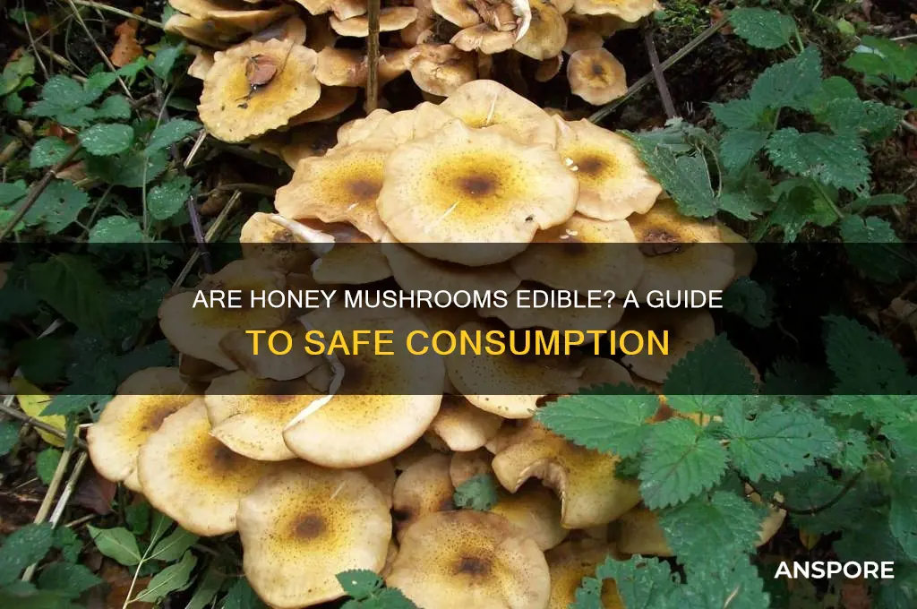 are honey mushrooms edible to eat