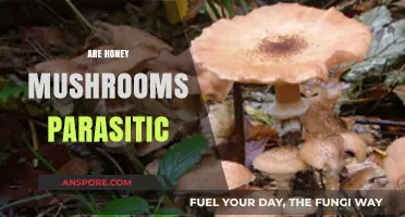 Honey Mushrooms: Parasitic Fungi?