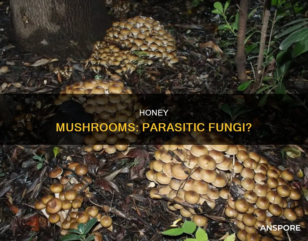 are honey mushrooms parasitic