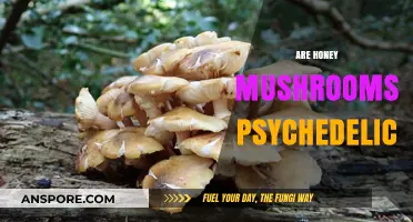 Honey Mushrooms: A Psychedelic Trip?