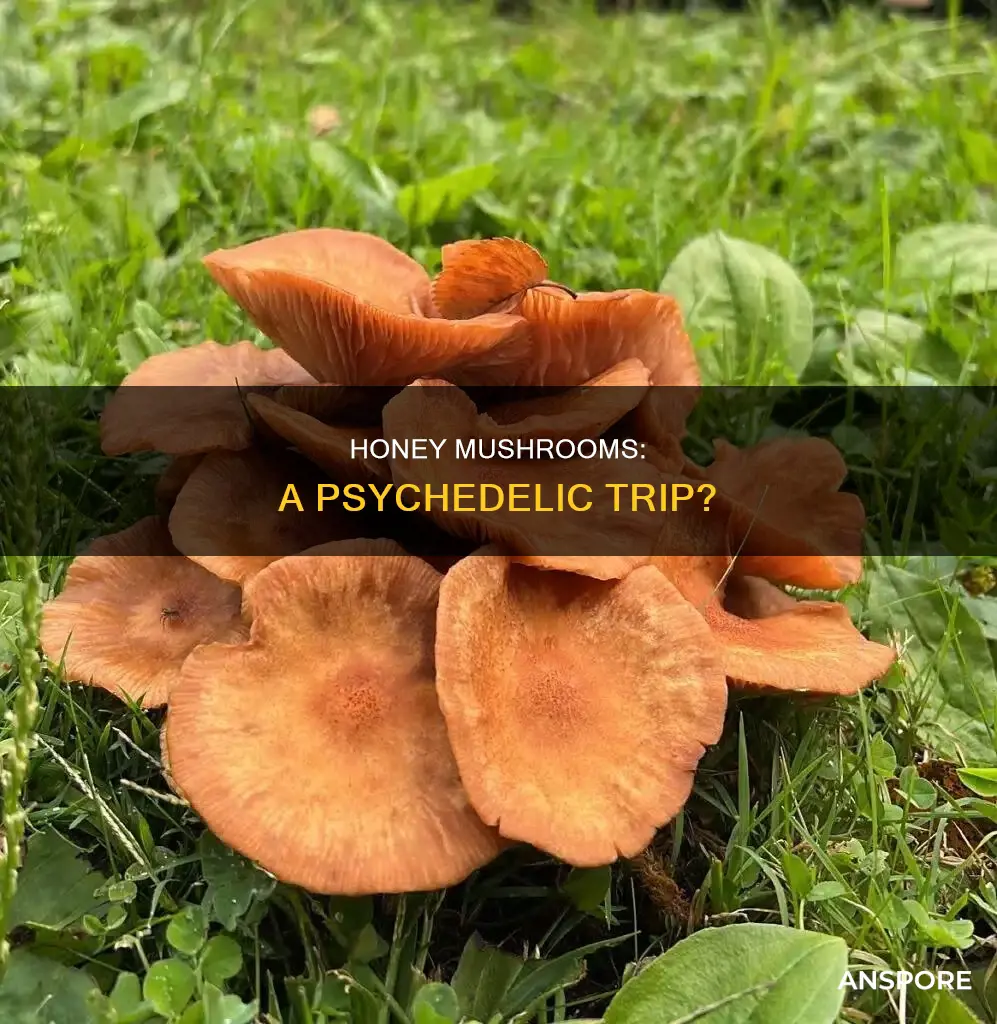 are honey mushrooms psychedelic