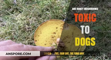 Are Honey Mushrooms Toxic to Dogs? Risks and Safety Tips