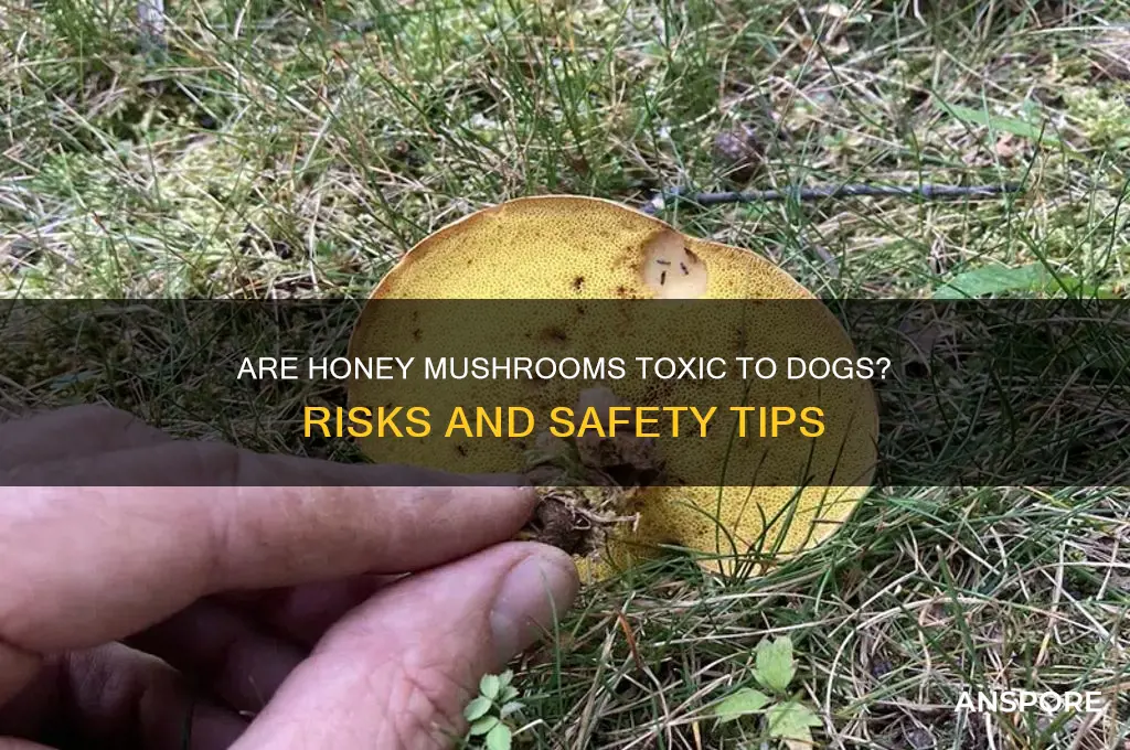 are honey mushrooms toxic to dogs
