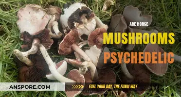 Horse Mushrooms: A Psychedelic Trip or Not?