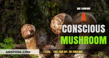 The Mind-Matter Link: Are Humans Conscious Mushrooms?