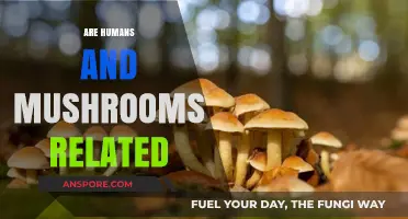 Mushrooms: Our Ancient Human Relatives?