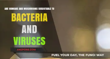 Humans vs. Mushrooms: Susceptibility to Bacteria and Viruses Explored