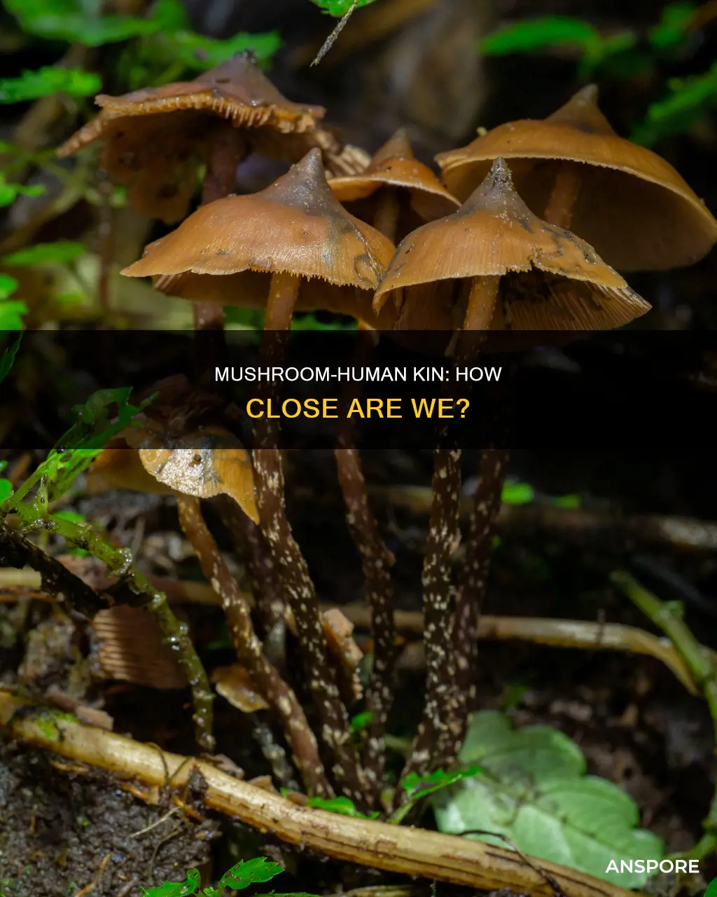 are humans close to mushrooms