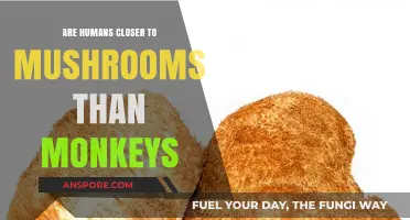 Humans, Mushrooms, and Monkeys: Unraveling Our Surprising Genetic Connections