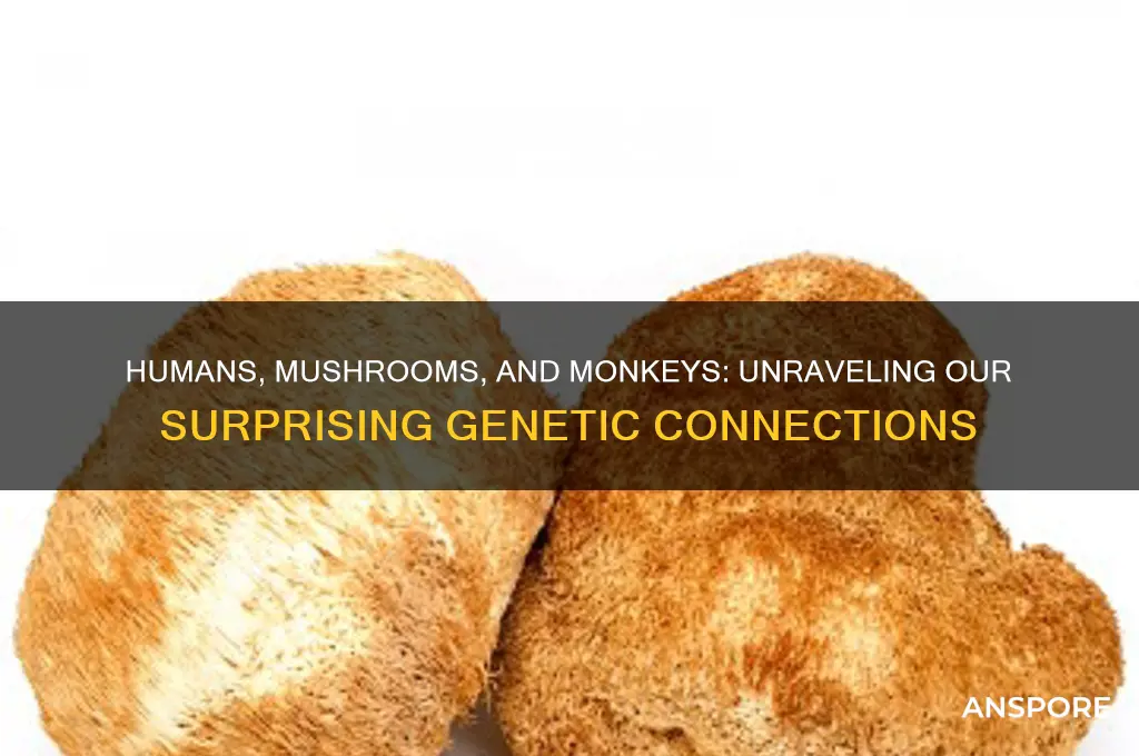 are humans closer to mushrooms than monkeys