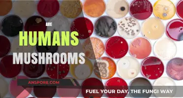 The Mushroom-Human: What Makes Us Similar?