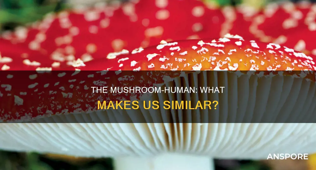 are humans mushrooms