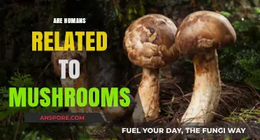 The Evolution Link: Humans and Mushrooms