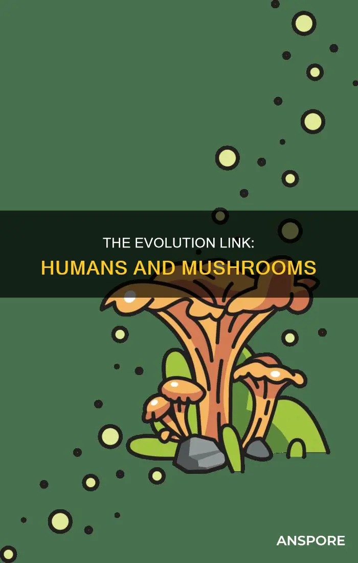 are humans related to mushrooms